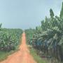gypse agricole