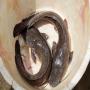 Reproduction dans la pisciculture