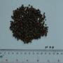 organic fertilizer
