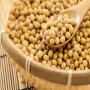 soja bio non OGM vann&eacute; - Ouest-Africa
