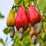 noix de cajou- Anacarde Kor 47 Ouest- Africa