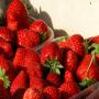 fraise framboise myrtille du maroc de bonne 