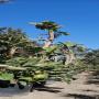ppinire met la vente de lot d'arbres 