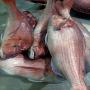 des poissons crustacés; céphalopodes et bleu 