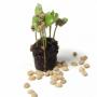 plantule de caf&eacute; arabica