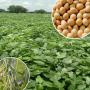 vente en gros des matières premières agricoles 