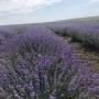 Bio huiles essentielles lavande 