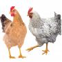 Recherche de fournisseurs de poulets de chair
