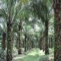 vente de plantation de palmier 