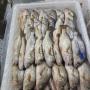frozen fish from chile