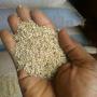 Sesame bigarr&eacute;e 120 Tonnes disponible