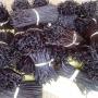 Madagascar Planifolia Vanilla beans for Sale 
