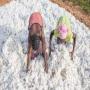Graine ou fibre de coton d'origine Benin 