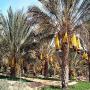 Datte nour (TUNISIE)