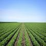 agricultural inputs