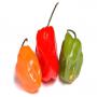 piment,  investissement 