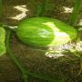courge rouge