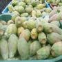 fruits de la Tunisie 