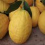 GRAINES DE CEDRAT DE CORSE  CITRUS MEDICA 