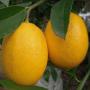 GRAINES DE CITRON MEYER (4saissons)