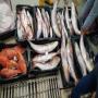 poissons frais et congel&eacute;s 