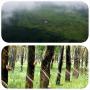 plantations d'hevea de 178 ha en production en ve