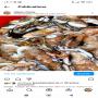 poissons de Tunis 