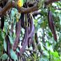carob bladi