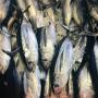 exportation des poissons thon,sardine congel&eacute; 