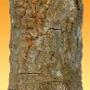 securidaca longepedunculata