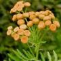 tanacetum annuuim seeds