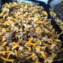fresh craterellus lutescens & tubaeformis