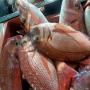 poissons frais et congelés 