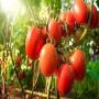 Fruits and legumes