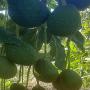 Avocat hass