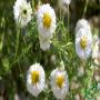 camomilla romana ,  canapa sativa 