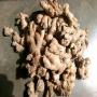 gingembre frais bio 
