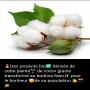 graine de coton