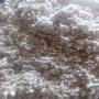 Coton et graine de coton disponible 