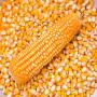 Non GMO Maize For Sale In Bulk 