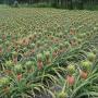 ananas jus d'ananas 