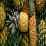 ananas en vente 
