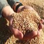 wheat <b>origin</b> <b>russia</b> 10000t