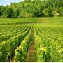 vente de vin du roussillon volume important 