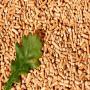 Vente Granul&eacute;s de bois / Pellets