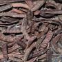 Caroube Pods & Seeds 