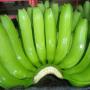 cavendish banana
