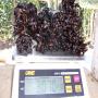vanilla beans gousses de vanille