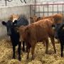 VEAUX D ENGRAISSEMENT  250 KG DISPONIBLE SUR ORAN