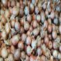 premium quality spanish yellow onions 55/70mm